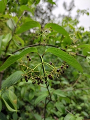 Viburnum setigerum