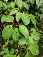 Viburnum setigerum