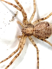 Pulchellodromus