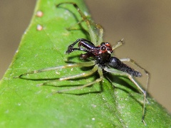 Lyssomanes temperatus