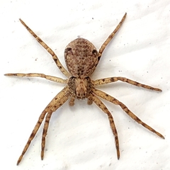 Pulchellodromus
