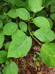 Lindera reflexa