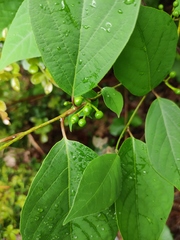 Lindera reflexa