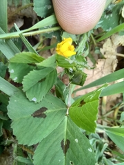 Medicago arabica