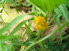 Medicago arabica