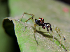 Lyssomanes temperatus