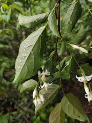 Styrax faberi
