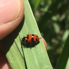Hippodamia caseyi