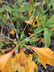 Rhododendron molle