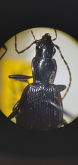 Platynus ovipennis