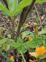 Rhododendron molle