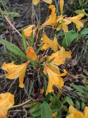 Rhododendron molle