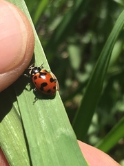 Hippodamia caseyi