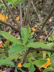 Rhododendron molle