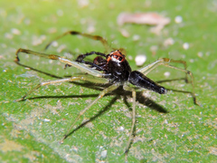 Lyssomanes temperatus