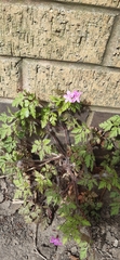 Geranium robertianum