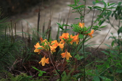 Rhododendron molle