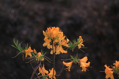 Rhododendron molle