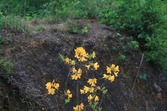Rhododendron molle