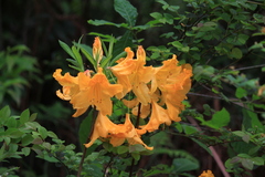 Rhododendron molle