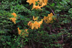 Rhododendron molle