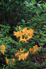 Rhododendron molle