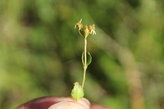 Gonocarpus aggregatus