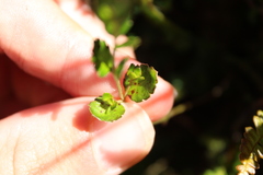 Gonocarpus aggregatus