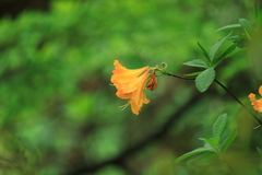 Rhododendron molle