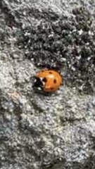 Coccinella septempunctata