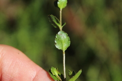 Gonocarpus aggregatus