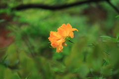 Rhododendron molle