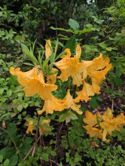 Rhododendron molle
