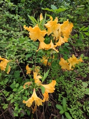 Rhododendron molle