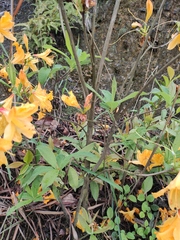 Rhododendron molle