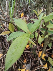 Rhododendron molle