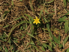 Hypoxis aurea