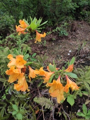 Rhododendron molle