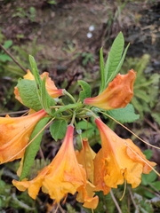 Rhododendron molle