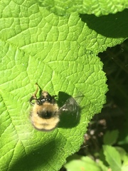 Bombus melanopygus