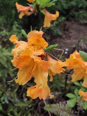 Rhododendron molle
