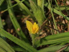 Hypoxis aurea