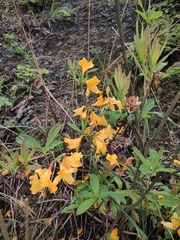 Rhododendron molle