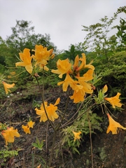 Rhododendron molle