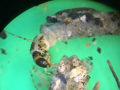 Symphitoneuria wheeleri