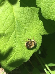 Bombus melanopygus