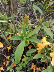 Rhododendron molle