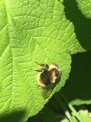 Bombus melanopygus