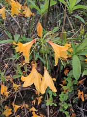 Rhododendron molle