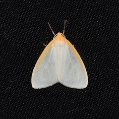 Delicate Cycnia Moth - Photo (c) Royal Tyler, some rights reserved (CC BY-NC-SA), uploaded by Royal Tyler